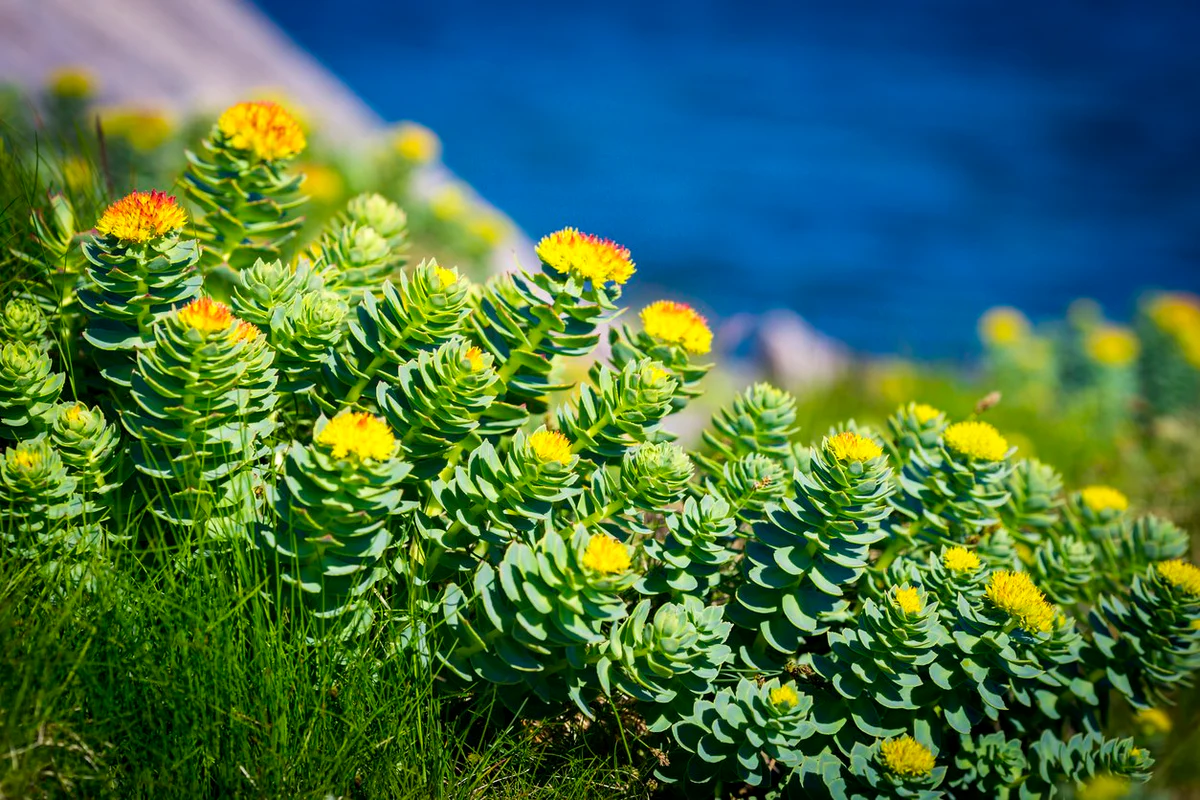Rhodiola Rosea