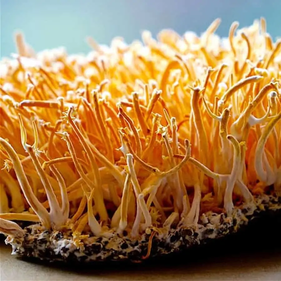 Cordyceps